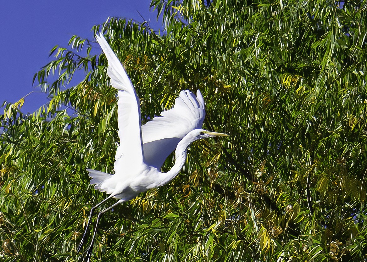 Great Egret - ML642105121