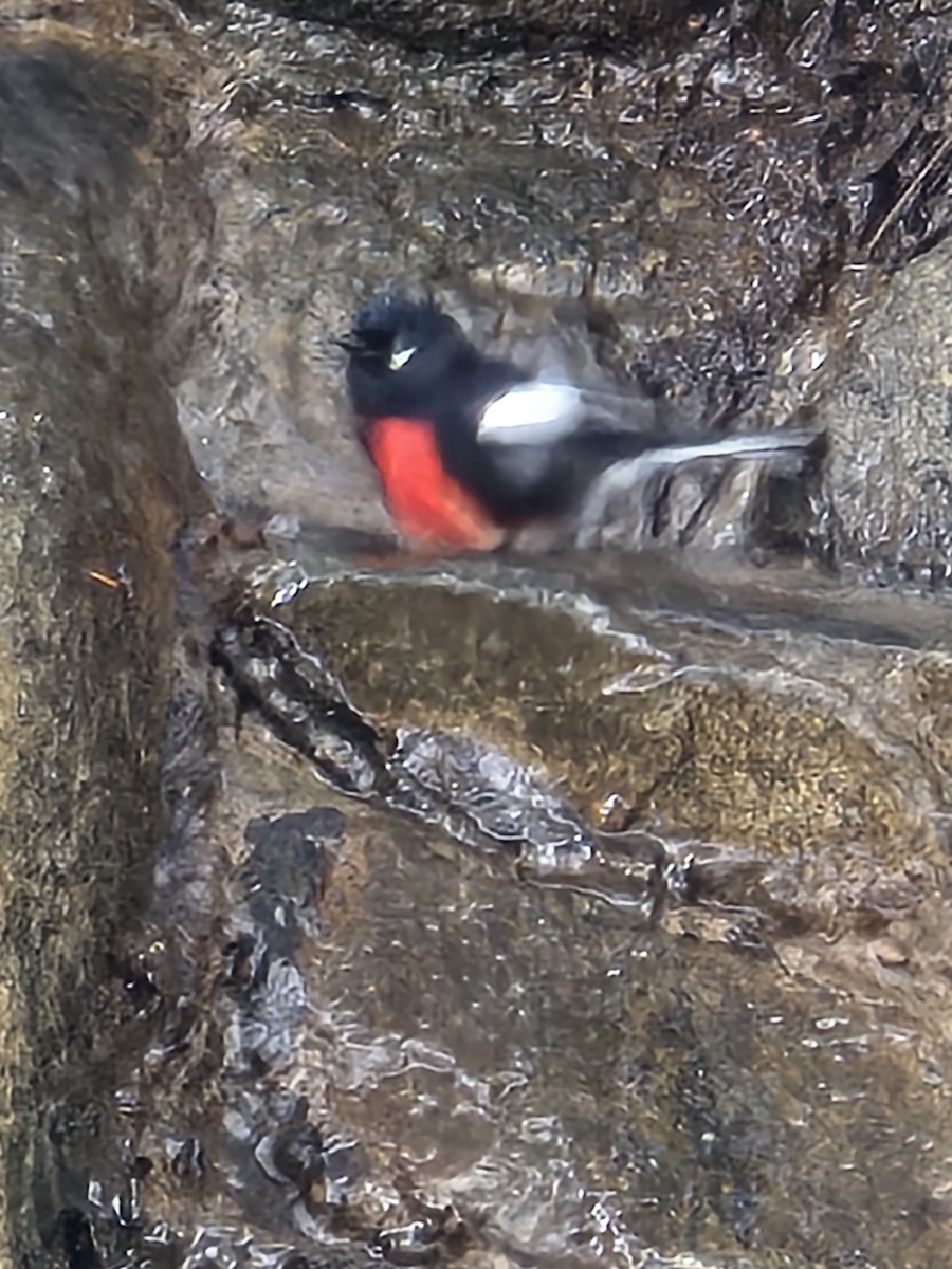Painted Redstart - ML642105134
