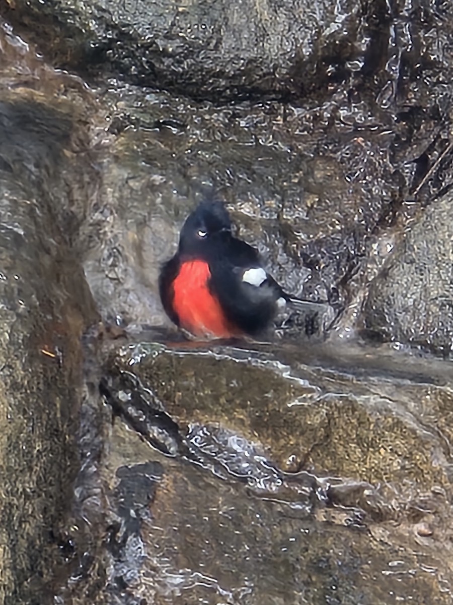 Painted Redstart - ML642105135