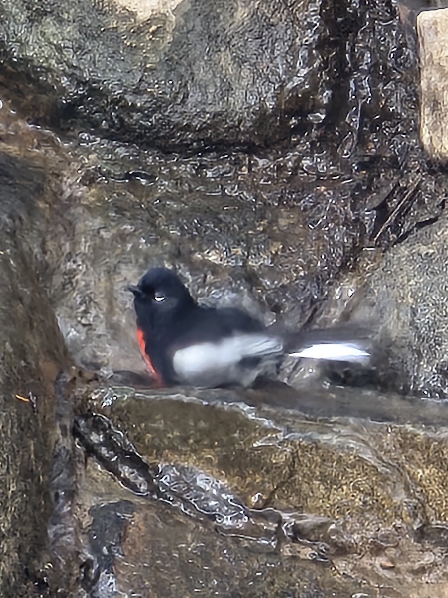 Painted Redstart - ML642105136