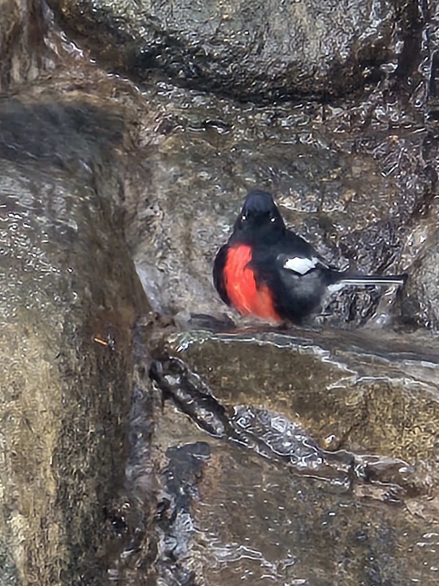 Painted Redstart - ML642105137