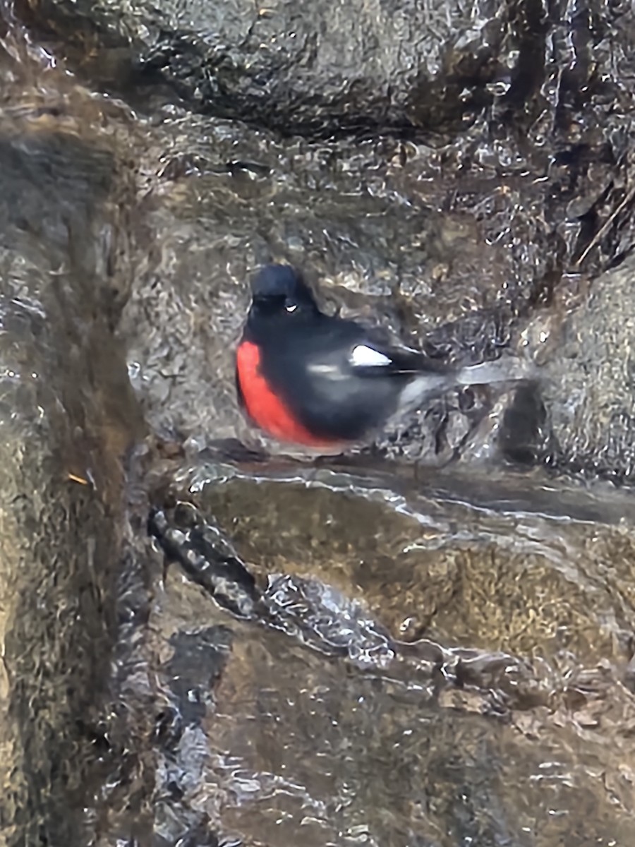 Painted Redstart - ML642105138