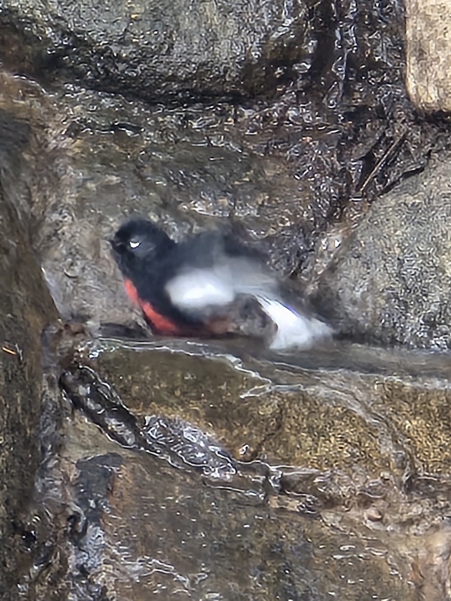 Painted Redstart - ML642105139