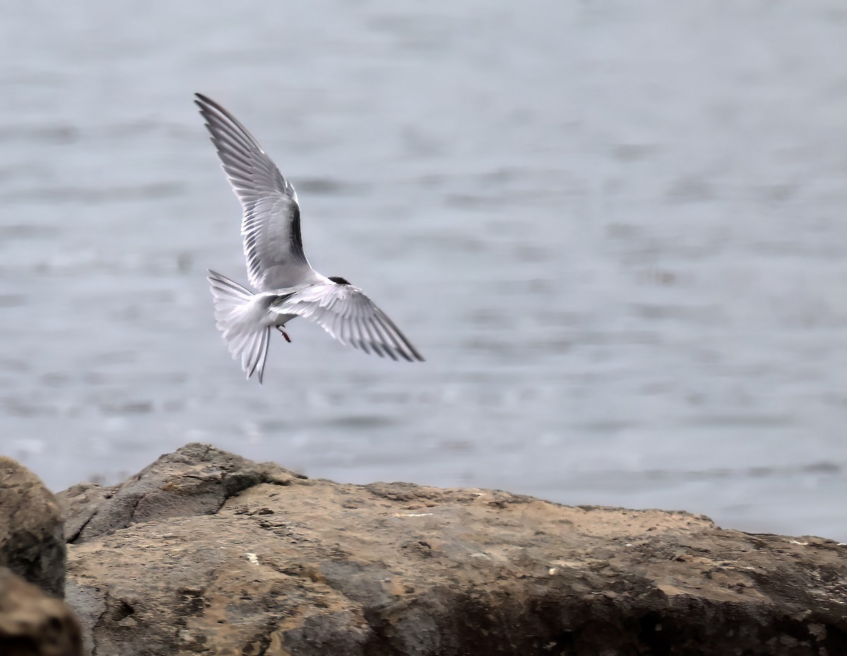 Common Tern - ML642105141