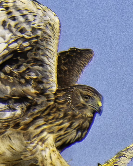 Northern Harrier - ML642105142