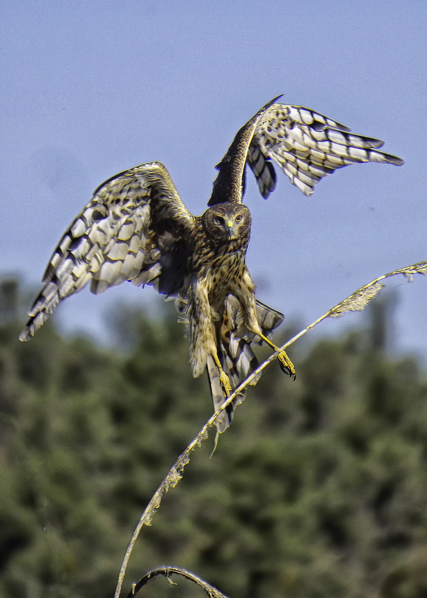 Northern Harrier - ML642105143