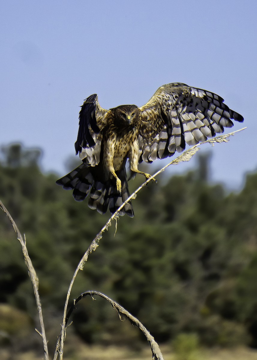 Northern Harrier - ML642105144