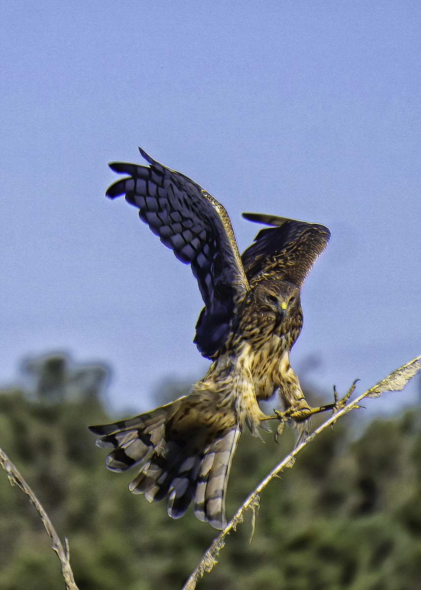 Northern Harrier - ML642105145
