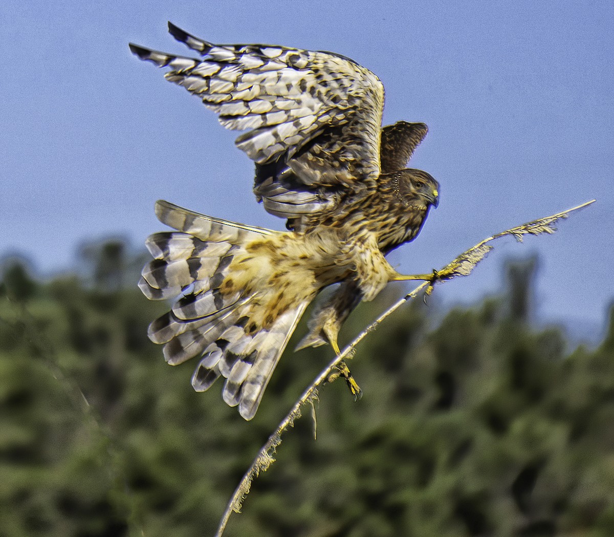 Northern Harrier - ML642105146