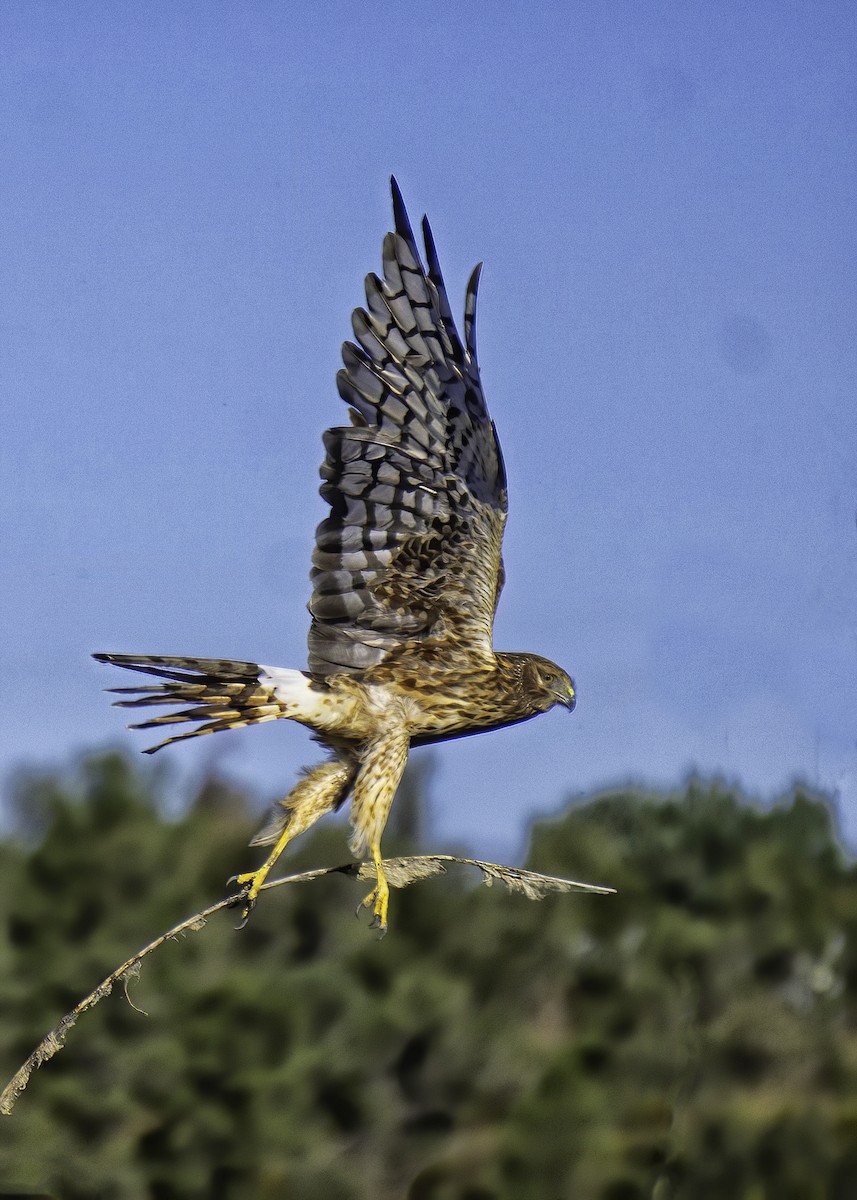 Northern Harrier - ML642105147