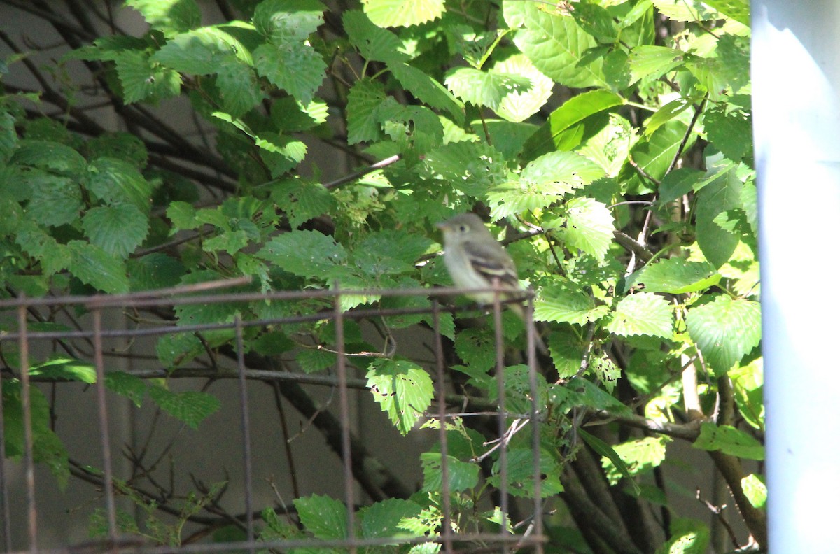 Yellow-bellied Flycatcher - ML642105157