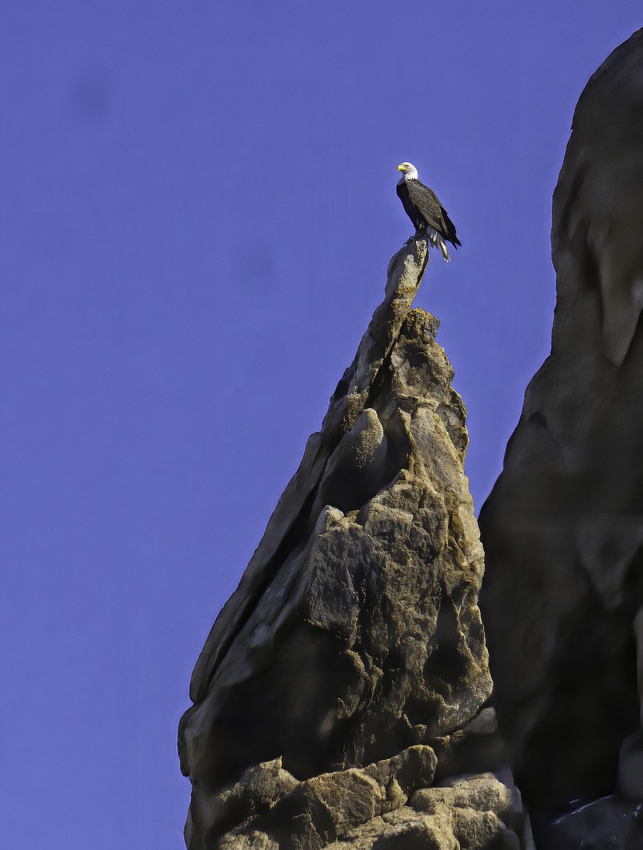 Bald Eagle - ML642105165