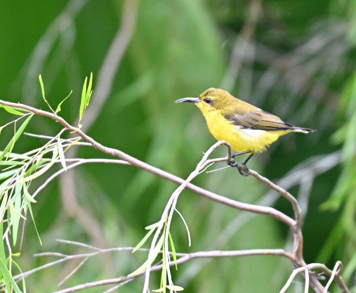 Ornate Sunbird - ML642105167