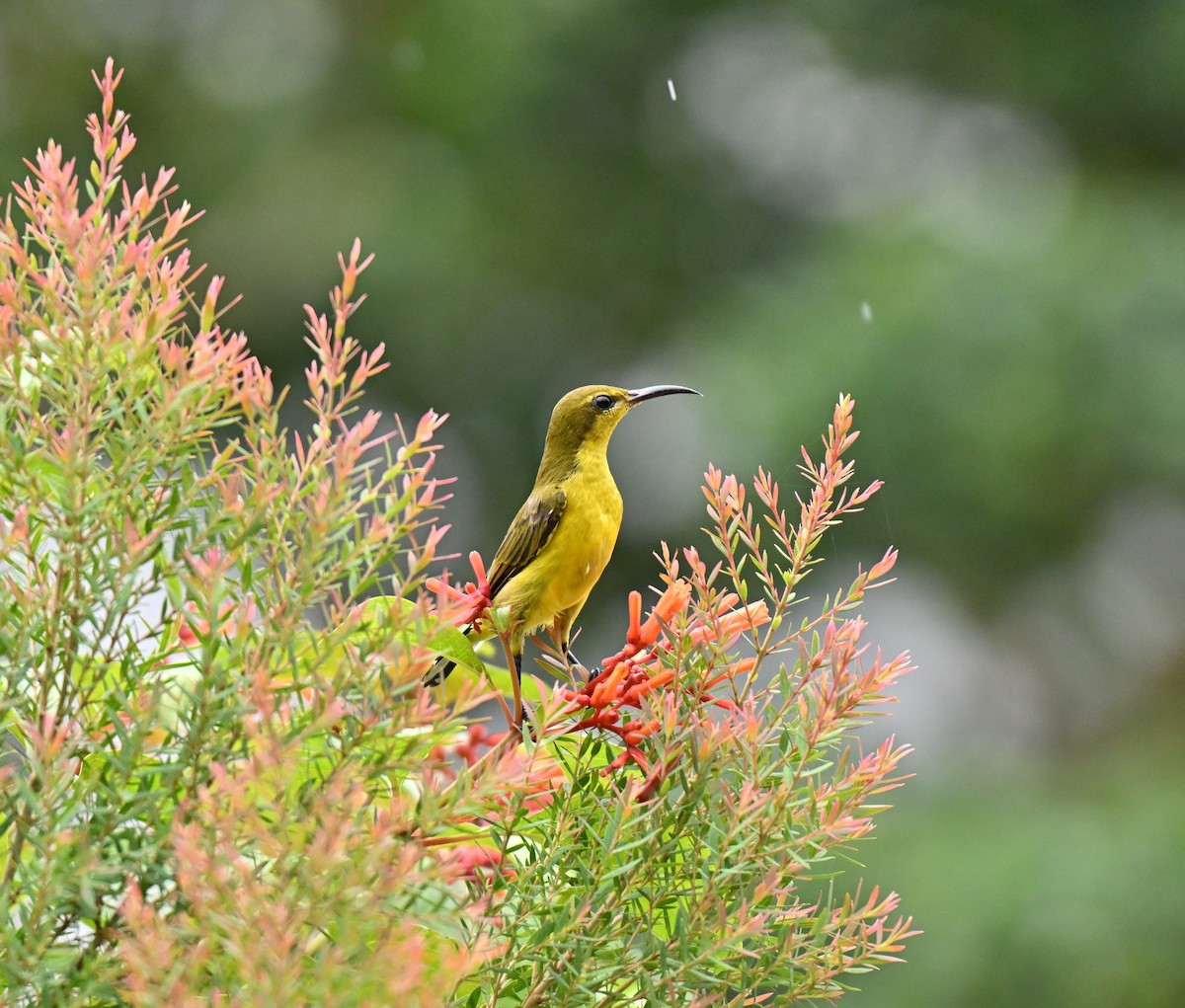 Ornate Sunbird - ML642105168