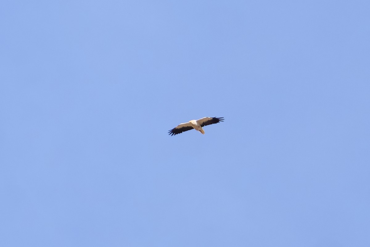 Egyptian Vulture - ML642105175