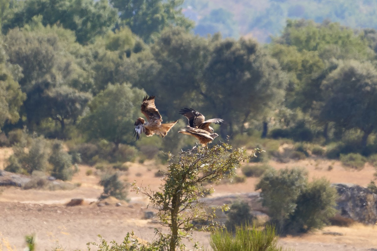 Red Kite - ML642105179