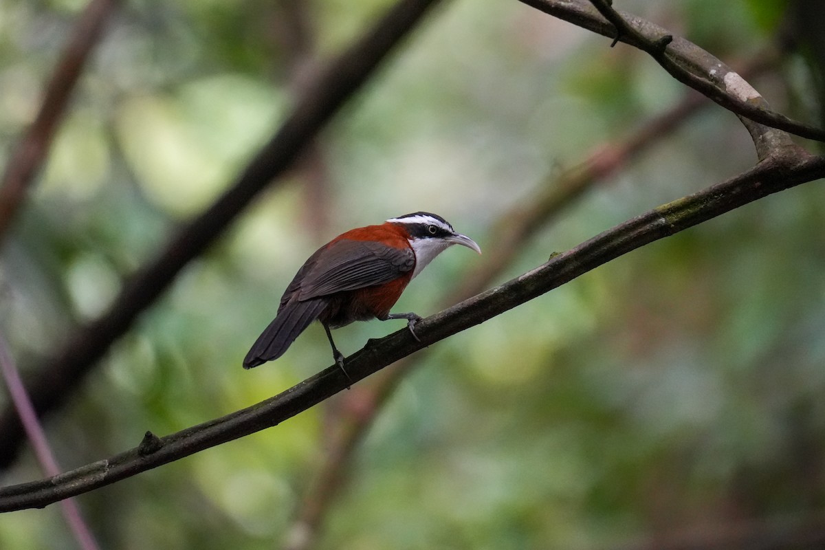 Sunda Scimitar-Babbler - ML642105183