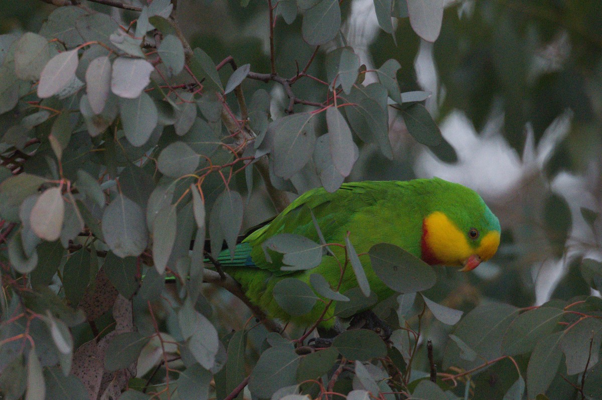 Superb Parrot - ML642105189