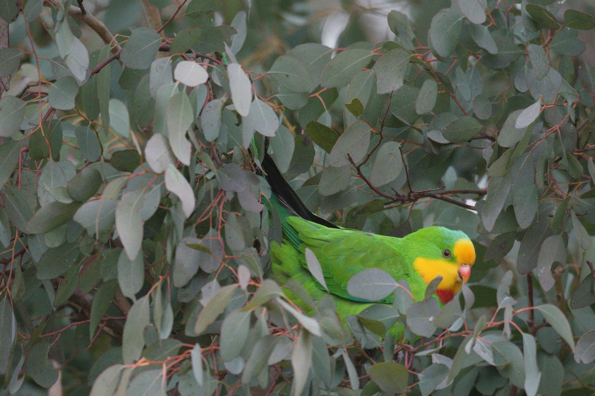 Superb Parrot - ML642105192