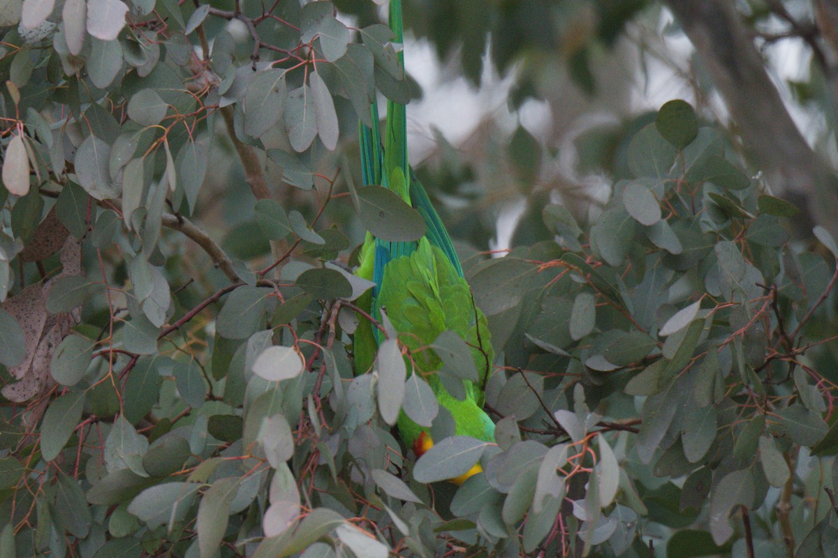 Superb Parrot - ML642105193