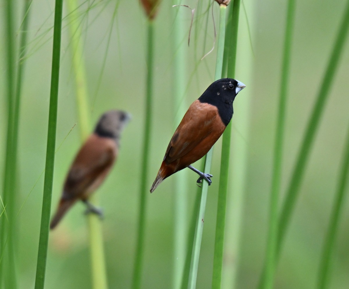 Chestnut Munia - ML642105198