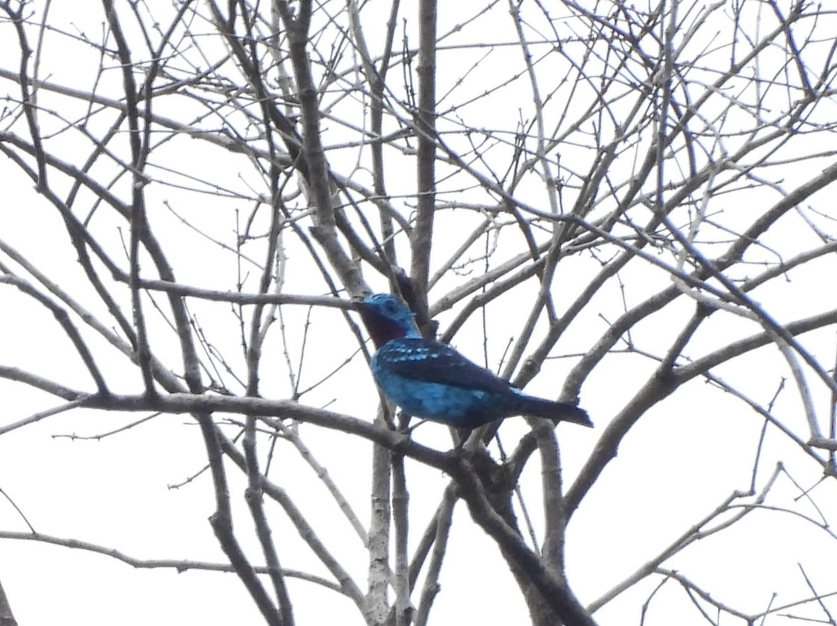Spangled Cotinga - ML642105200
