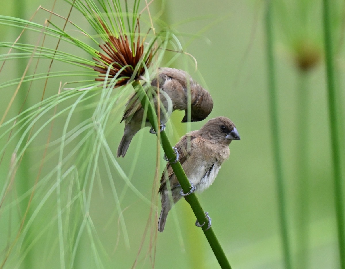 Scaly-breasted Munia - ML642105201