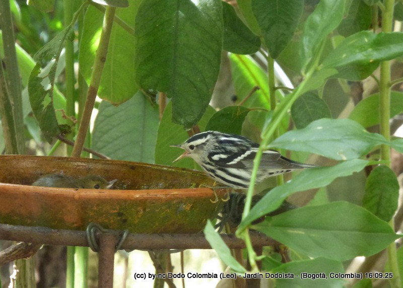 Black-and-white Warbler - ML642105204