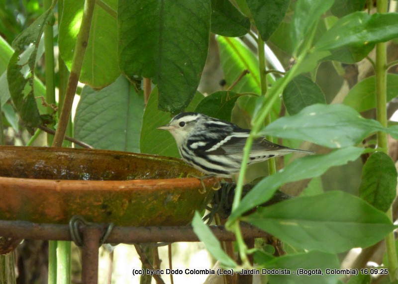 Black-and-white Warbler - ML642105205