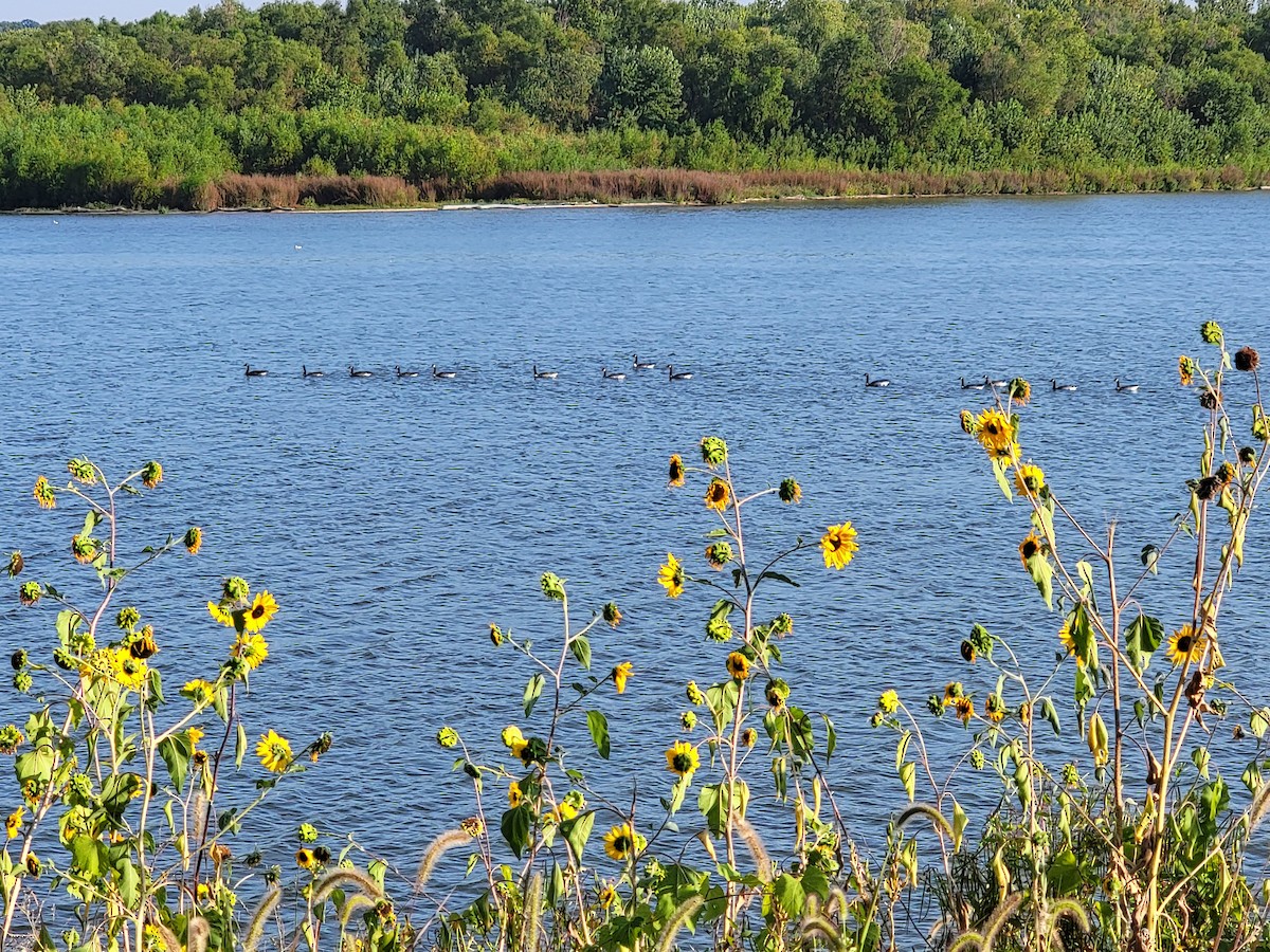 Canada Goose (canadensis Group) - ML642105206
