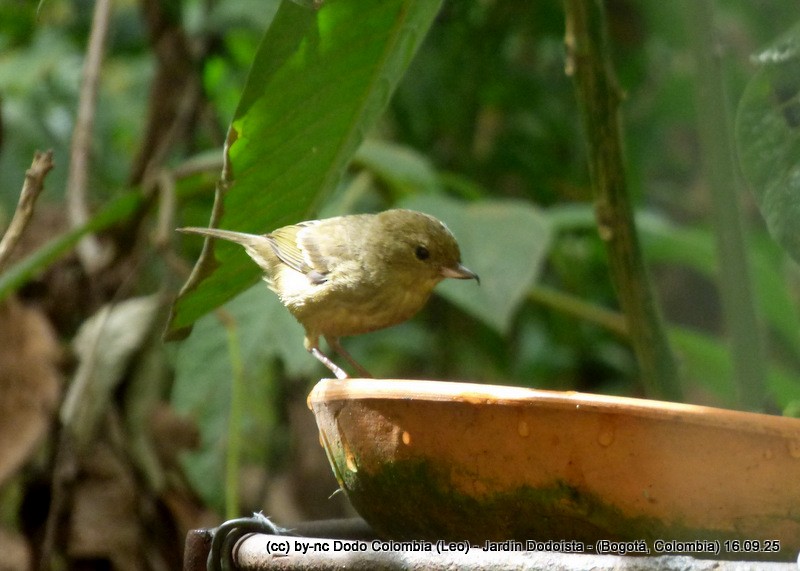 Rusty Flowerpiercer - ML642105212