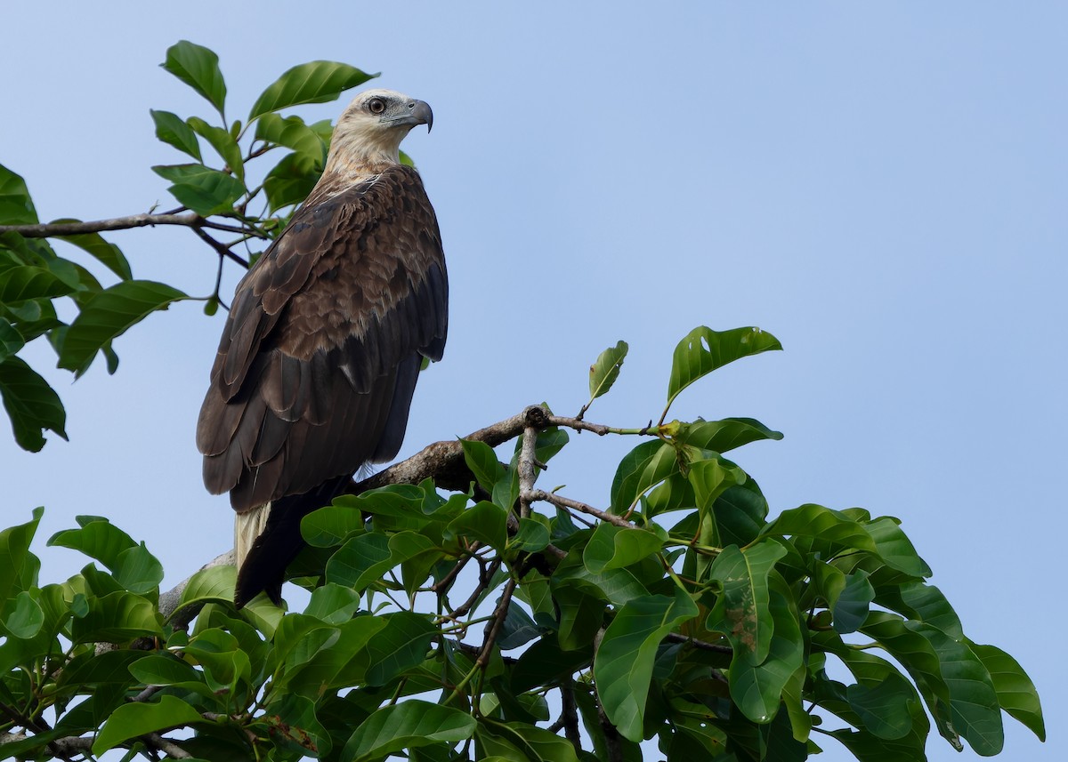 White-bellied Sea-Eagle - ML642105236