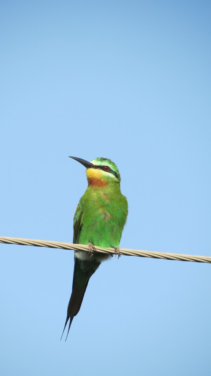 Blue-cheeked Bee-eater - ML642105241