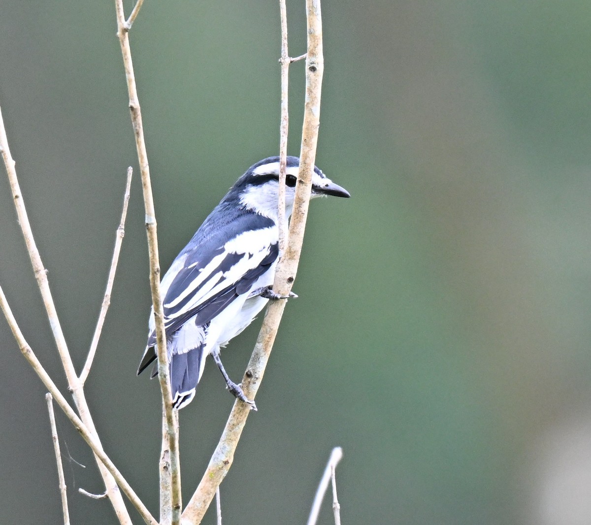 Pied Triller - ML642105260