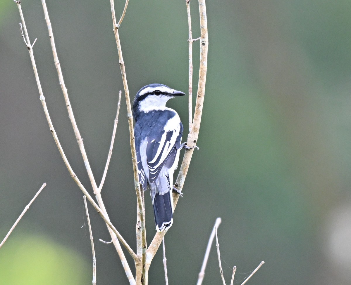 Pied Triller - ML642105261