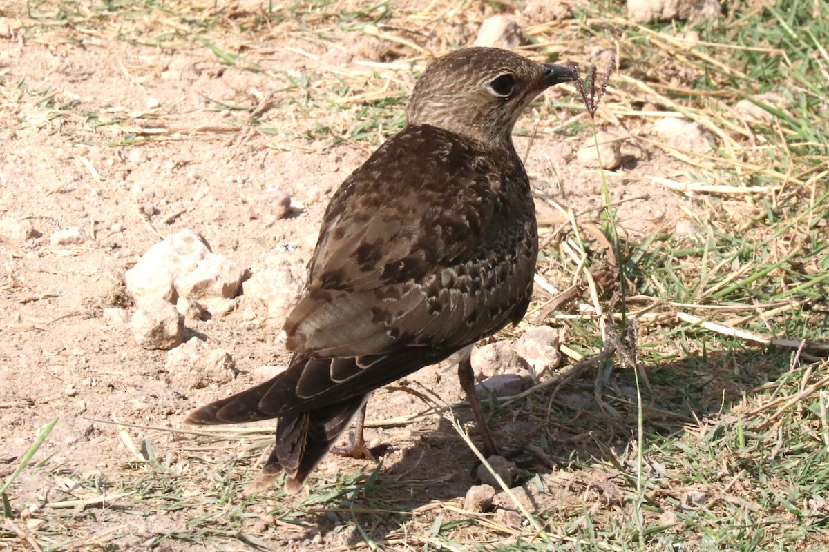 ouhorlík stepní - ML642105262