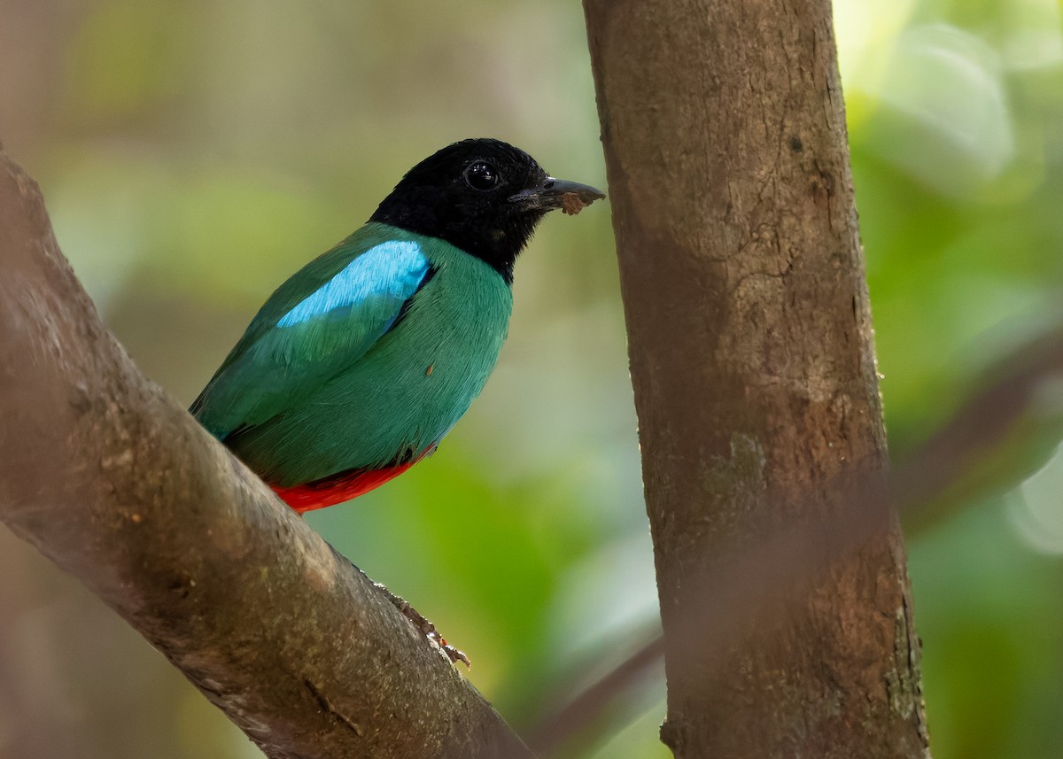 Western Hooded Pitta (Sunda) - ML642105280