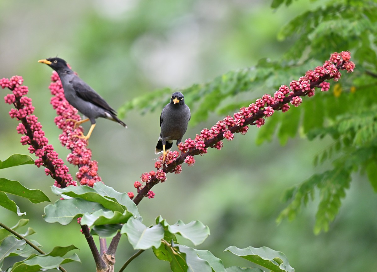 Javan Myna - ML642105285