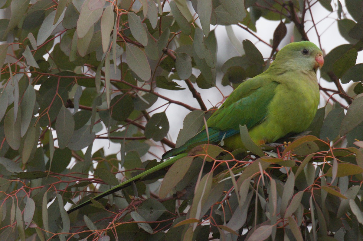Superb Parrot - ML642105289