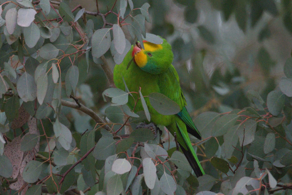 Superb Parrot - ML642105290