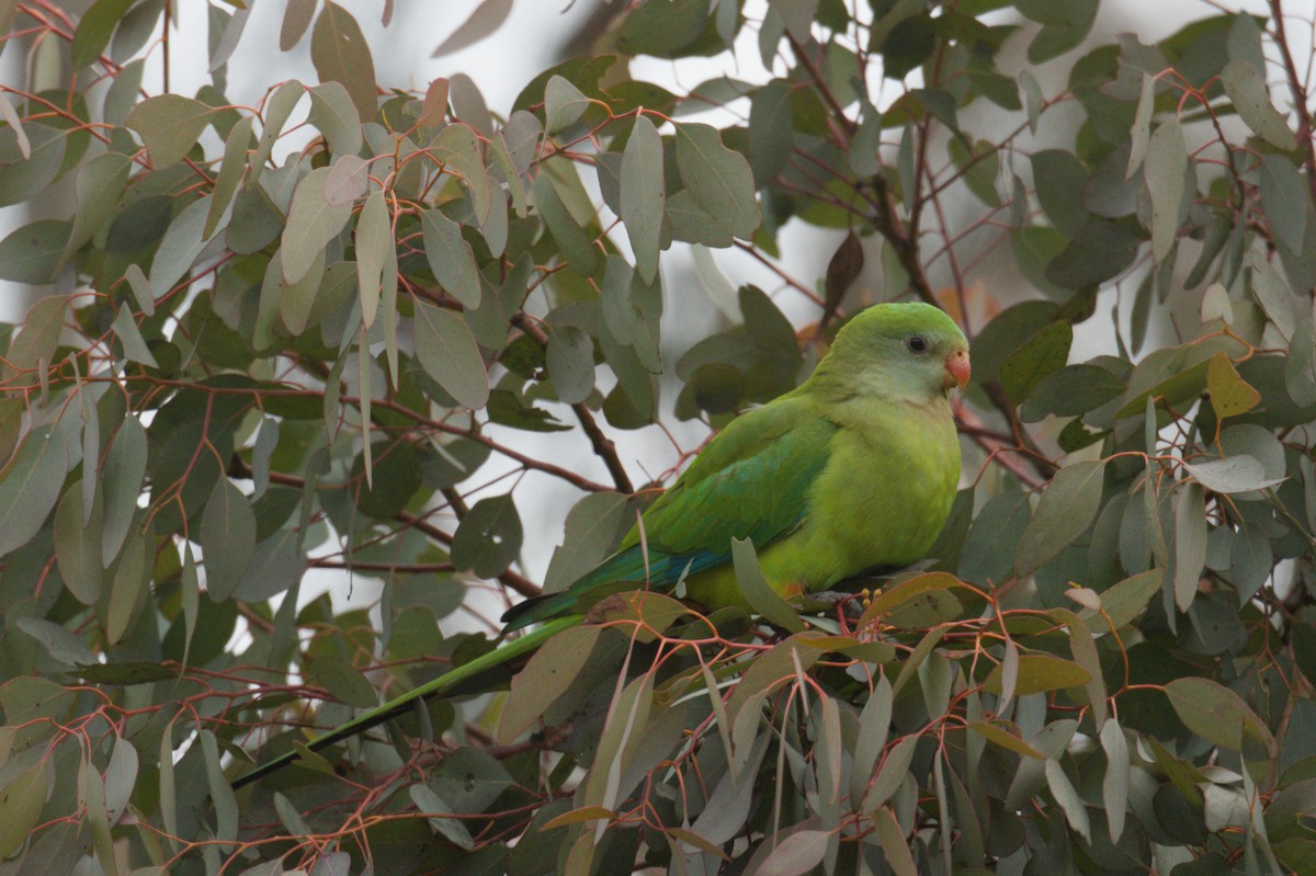 Superb Parrot - ML642105291