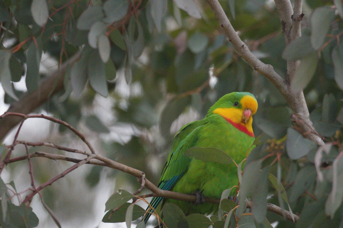Superb Parrot - ML642105292