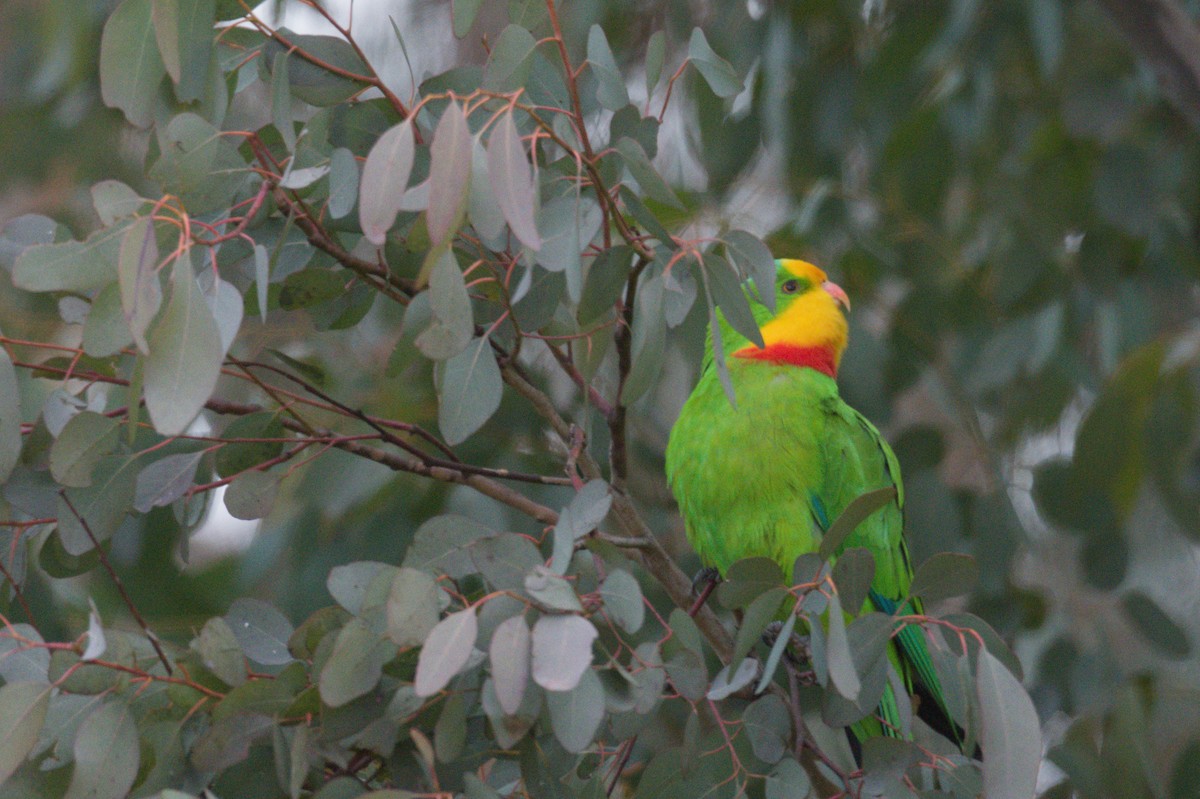 Superb Parrot - ML642105293