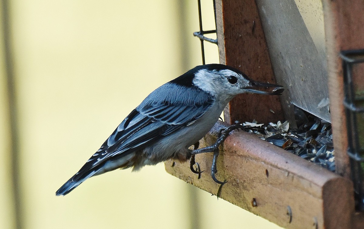 White-breasted Nuthatch - ML642105315