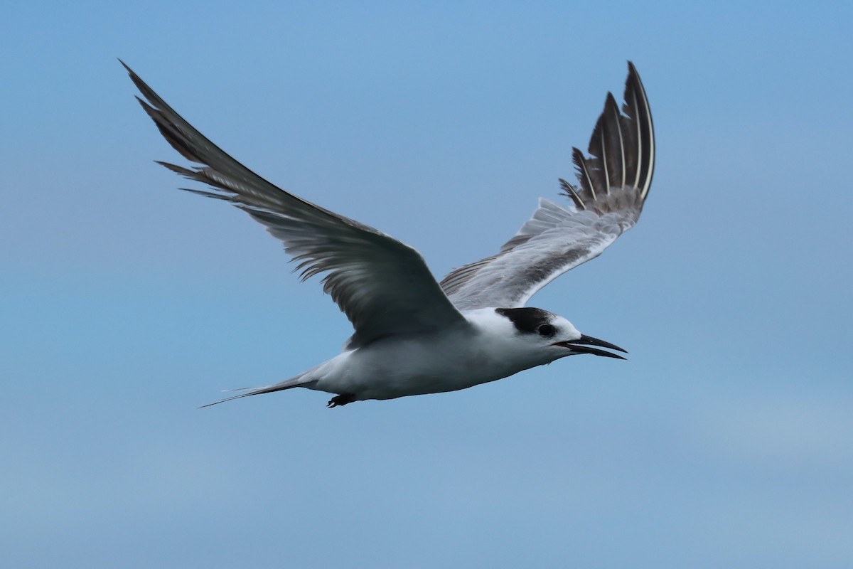 Common Tern - ML642105319