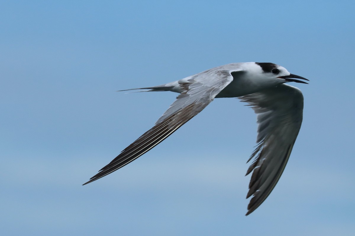Common Tern - ML642105320