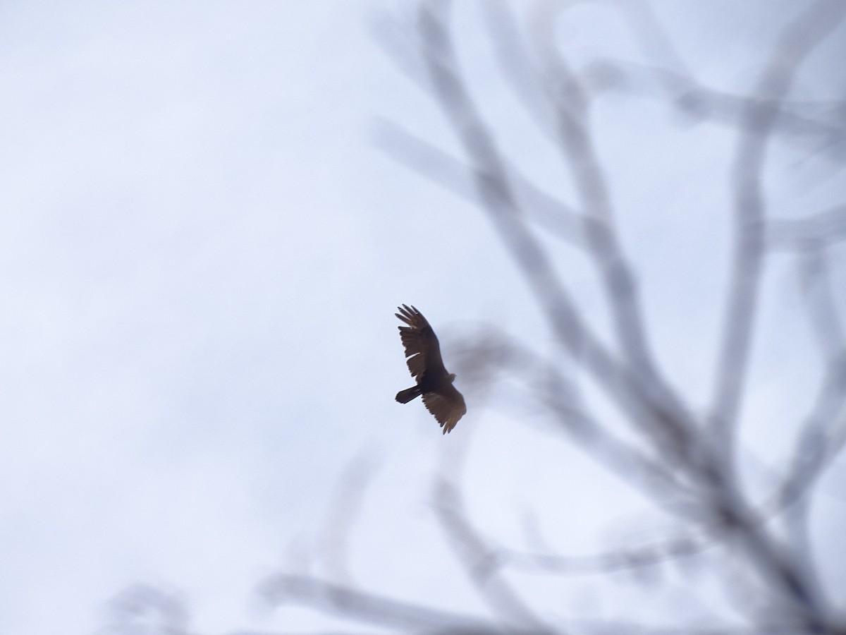 Turkey Vulture - ML642105332