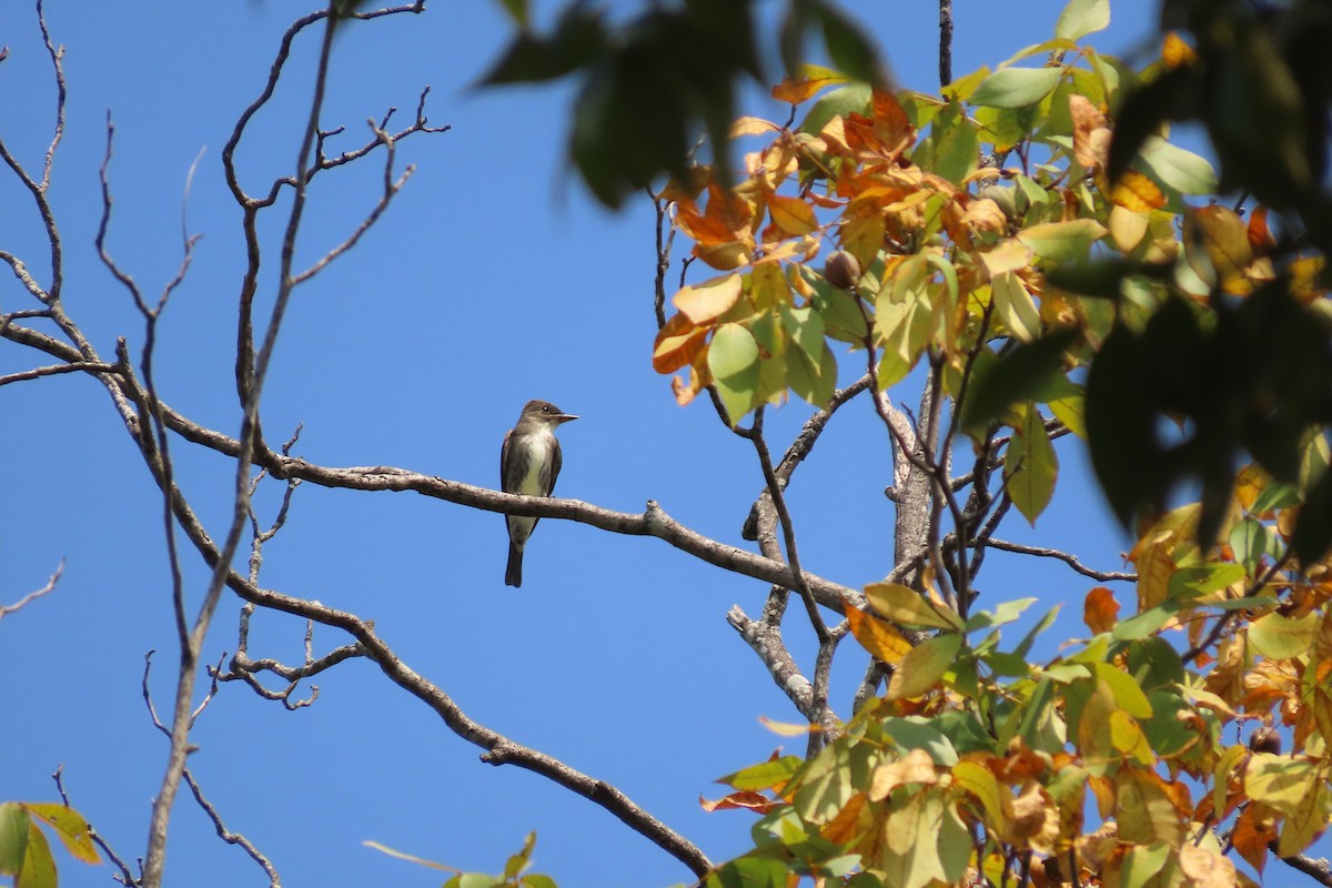 Olive-sided Flycatcher - ML642105338