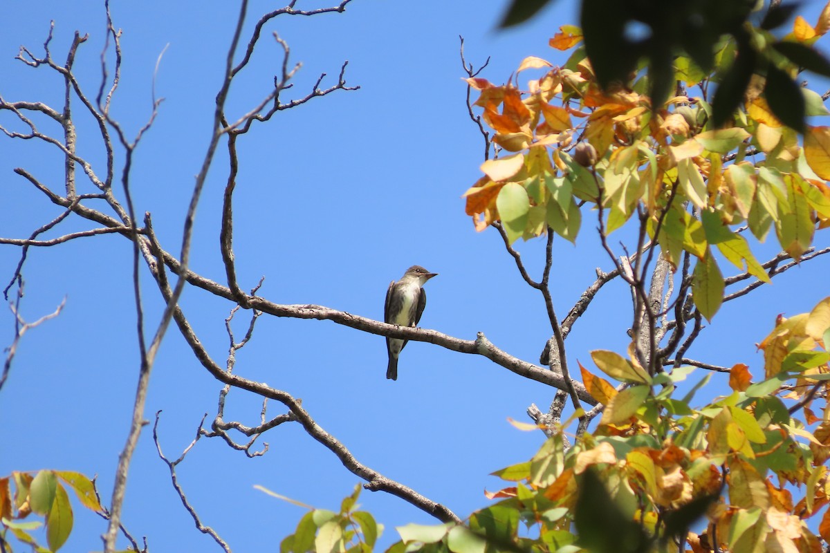 Olive-sided Flycatcher - ML642105339