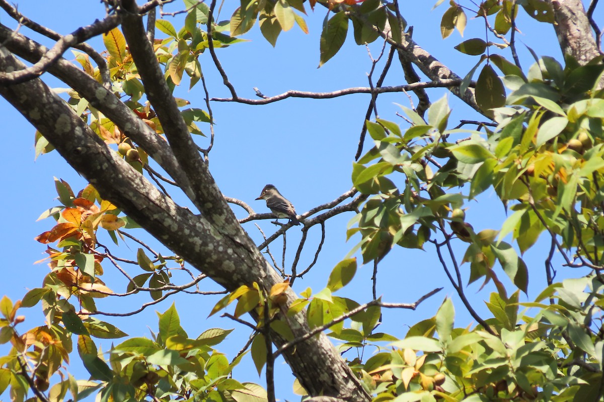 Olive-sided Flycatcher - ML642105340